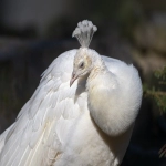 trendhunter在跨境领域中的应用