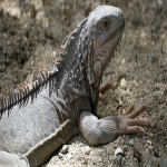 美客多跨境电商平台怎么样