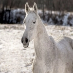 亚马逊图片侵权