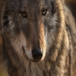 亚马逊类目审核