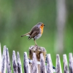 邮政挂号是什么