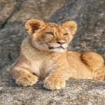 Taboola是什么平台？推广跨境卖家新宝地！