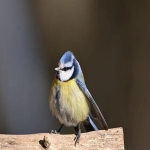 如何查询中国质量认证中心（CQC）证书信息