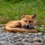 如何做亚马逊电商?