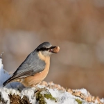 “中国品牌出海”有哪些扶持政策？