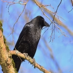 亚马逊邀评邮件怎么写?