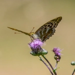 ChatGPT跨境电商选品操作方法