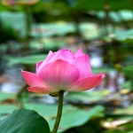 tm商标和r商标的区别