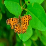 品牌注册查询系统