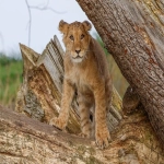 跨境电商“广州模式”