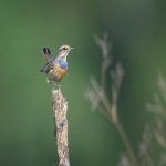 澳大利亚亚马逊森林
