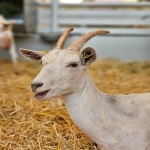 如何删除Pinterest广告？