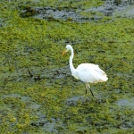 如何设置亚马逊上的优惠券和代金券