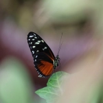 rcep成员国有哪些