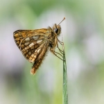 商标证书怎么查询