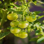 cogs计算包含哪些成本