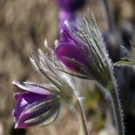 4月份的节日有哪些