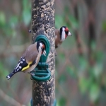 外贸独立站建设