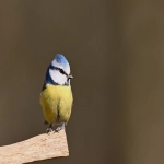 Shopee印尼站怎么样