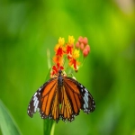 安卓平台上的短视频霸主:深入剖析TikTok的特性与影响