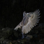 日本tiktok平台开户