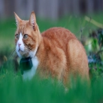 谷歌代运营哪家比较好