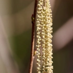 平行进口什么意思