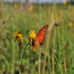 必应Bing广告商的可信度与服务解析
