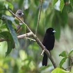 单证报关和买单报关的区别