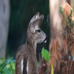 如何下载instagram的图片