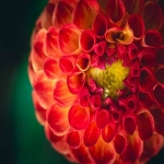 ozon电商平台如何入驻？