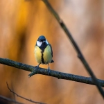银行电汇和转账的区别是什么?