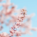 b2c有哪些电商平台