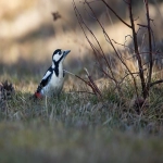Snapchat怎么注册账户？