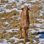 PayPal可以用国内储蓄卡吗