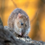 掌握艺术:高效商品采集策略解析