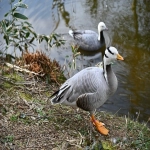 雅虎yahoo推广广告创意