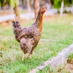 三元乙丙颗粒价格，如何影响电商发展？