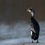 广告的类型有哪些？