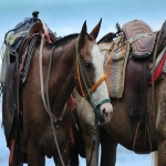 亚马逊透明计划是什么