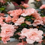 亚马逊支付有哪些方式?