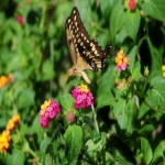 跨境分销是什么意思-为什么要选择跨境分销