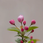 苹果怎么下载tiktok