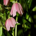 TikTok变现的九种方式