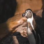 数字化营销手段有哪些?