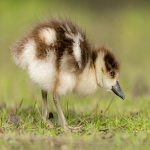 结关和放行的区别