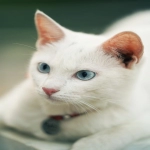 如何在Bing上投放个人广告