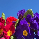 哪些国家将圣诞节视为传统