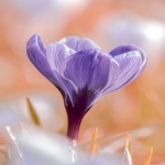 亚马逊怎么合并变体_2