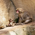 申述和申诉什么区别